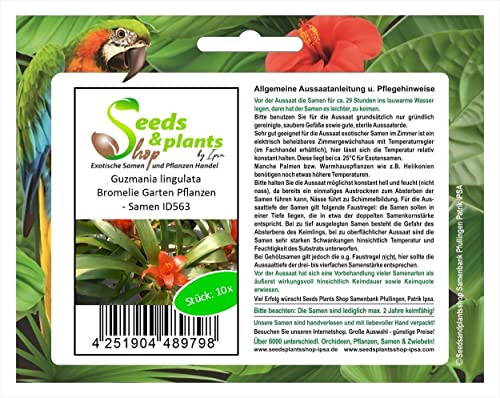 Stk - 10x Guzmania lingulata Bromelie Garten Pflanzen - Samen ID563 - Seeds & Plants Shop by Ipsa von Seeds & Plants Shop by Ipsa