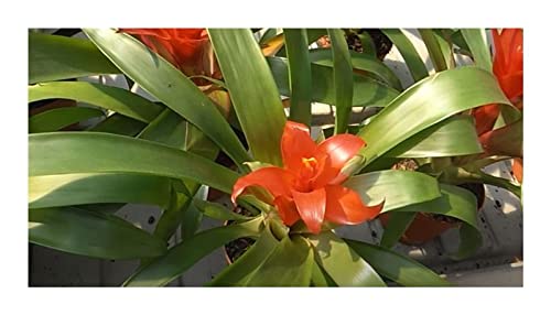 Stk - 10x Guzmania lingulata Bromelie Garten Pflanzen - Samen ID563 - Seeds & Plants Shop by Ipsa von Seeds & Plants Shop by Ipsa