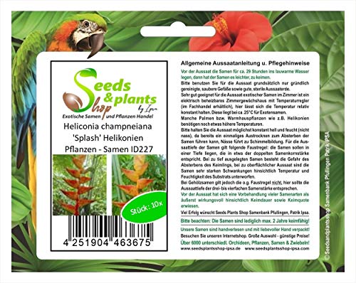 Stk - 10x Heliconia champneiana 'Splash' Helikonien Pflanzen - Samen ID227 - Seeds & Plants Shop by Ipsa von Seeds & Plants Shop by Ipsa