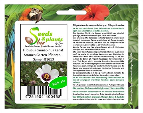 Stk - 10x Hibiscus cannabinus Kenaf Strauch Garten Pflanzen - Samen B1613 - Seeds & Plants Shop by Ipsa von Seeds & Plants Shop by Ipsa