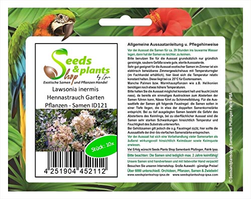 Stk - 10x Lawsonia inermis Hennastrauch Garten Pflanzen - Samen ID121 - Seeds & Plants Shop by Ipsa von Seeds & Plants Shop by Ipsa