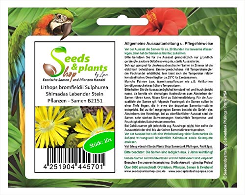 Stk - 10x Lithops bromfieldii Sulphurea Shimadas Lebender Stein Pflanzen - Samen B2151 - Seeds & Plants Shop by Ipsa von Seeds & Plants Shop by Ipsa