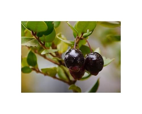 Stk - 10x Luma apiculata Chilenische Myrte Baum Garten Pflanzen - Samen ID1424 - Seeds & Plants Shop by Ipsa von Seeds & Plants Shop by Ipsa