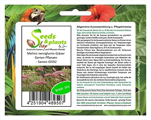 Stk - 10x Melinis nerviglumis Gräser Garten Pflanzen - Samen ID592 - Seeds & Plants Shop by Ipsa von Seeds & Plants Shop by Ipsa
