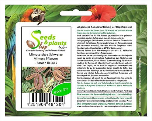 Stk - 10x Mimosa pigra Schwarze Mimose Pflanzen - Samen ID1417 - Seeds & Plants Shop by Ipsa von Seeds & Plants Shop by Ipsa