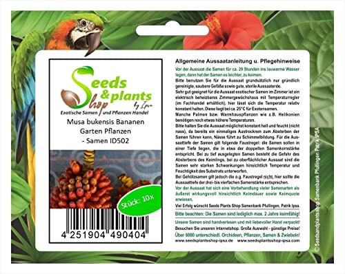 Stk - 10x Musa bukensis Bananen Garten Pflanzen - Samen ID502 - Seeds & Plants Shop by Ipsa von Seeds & Plants Shop by Ipsa