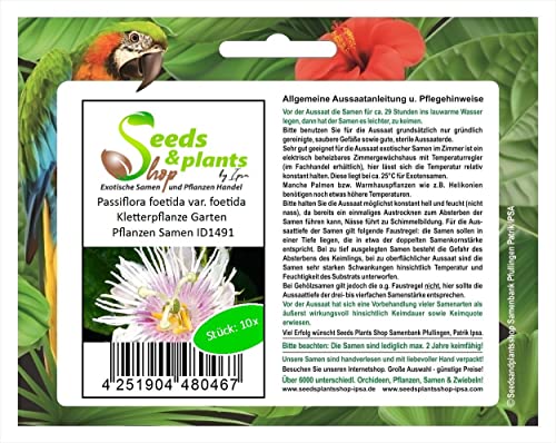 Stk - 10x Passiflora foetida var. foetida Kletterpflanze Garten Pflanzen Samen ID1491 - Seeds & Plants Shop by Ipsa von Seeds & Plants Shop by Ipsa