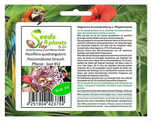 Stk - 10x Passiflora quadrangularis Passionsblume Strauch Pflanze - Saat B52 - Seeds & Plants Shop by Ipsa von Seeds & Plants Shop by Ipsa