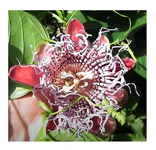 Stk - 10x Passiflora quadrangularis Passionsblume Strauch Pflanze - Saat B52 - Seeds & Plants Shop by Ipsa Stk - 10x Passiflora quadrangularis Passionsblume Strauch Pflanze - Saat B52 - Seeds & Plants Shop by Ipsa von Seeds & Plants Shop by Ipsa