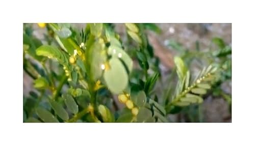 Stk - 10x Phyllanthus niruri Strauch Garten Pflanzen - Samen ID1508 - Seeds & Plants Shop by Ipsa von Seeds & Plants Shop by Ipsa