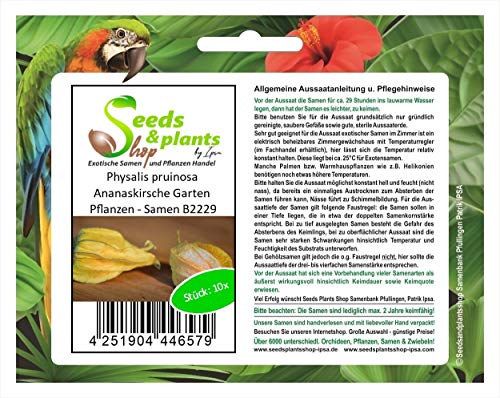 Stk - 10x Physalis pruinosa Ananaskirsche Garten Pflanzen - Samen B2229 - Seeds & Plants Shop by Ipsa von Seeds & Plants Shop by Ipsa