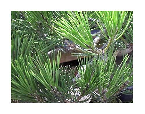 Stk - 10x Pinus thunbergii Japanische Schwarzkiefer Pflanzen - Samen ID213 - Seeds & Plants Shop by Ipsa von Seeds & Plants Shop by Ipsa