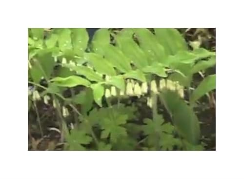 Stk - 10x Polygonatum oppositifolium Mehrjährige Garten Pflanzen - Samen ID947 - Seeds & Plants Shop by Ipsa Stk - 10x Polygonatum oppositifolium Mehrjährige Garten Pflanzen - Samen ID947 - Seeds & Plants Shop by Ipsa von Seeds & Plants Shop by Ipsa