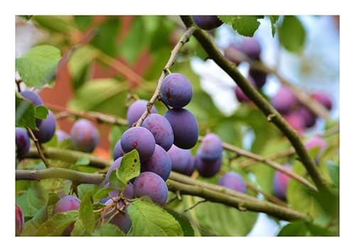 Stk - 10x Prunus domestica Tart Red Purple Garten Baum Pflanzen - Samen ID1520 - Seeds & Plants Shop by Ipsa von Seeds & Plants Shop by Ipsa