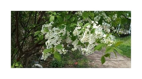 Stk - 10x Prunus padus Frühe Traubenkirsche Baum Garten Samen ID1525 - Seeds & Plants Shop by Ipsa von Seeds & Plants Shop by Ipsa