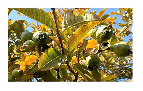 Stk - 10x Psidium guajava Ecuador Guave Baum Strauch Garten Pflanzen - Samen ID155 - Seeds & Plants Shop by Ipsa von Seeds & Plants Shop by Ipsa