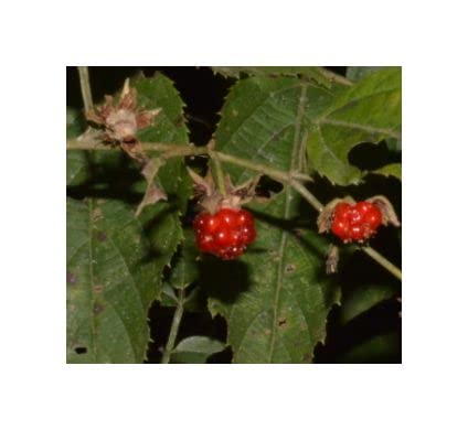 Stk - 10x Rubus acuminatus Himbeeren Obst Garten Pflanzen - Samen B1333 - Seeds & Plants Shop by Ipsa Stk - 10x Rubus acuminatus Himbeeren Obst Garten Pflanzen - Samen B1333 - Seeds & Plants Shop by Ipsa von Seeds & Plants Shop by Ipsa