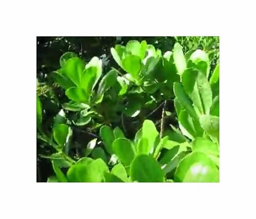Stk - 10x Scaevola taccada - Meersalat Pionierpflanze essbar Pflanzen - Samen ID1760 - Seeds & Plants Shop by Ipsa von Seeds & Plants Shop by Ipsa