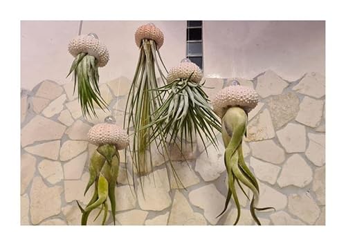 Stk - 10x Seeigel Qualle Mix Luftreinigende Hängepflanze mit Lebende Tillandsia SI2 - Seeds & Plants Shop by Ipsa von Seeds & Plants Shop by Ipsa