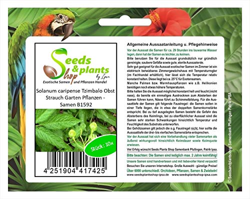 Stk - 10x Solanum caripense Tzimbalo Obst Strauch Garten Pflanzen - Samen B1592 - Seeds & Plants Shop by Ipsa von Seeds & Plants Shop by Ipsa