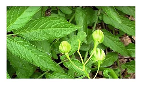 Stk - 10x Solanum caripense Tzimbalo Obst Strauch Garten Pflanzen - Samen B1592 - Seeds & Plants Shop by Ipsa von Seeds & Plants Shop by Ipsa