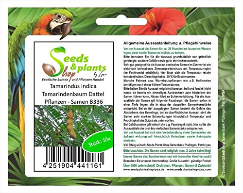 Stk - 10x Tamarindus indica Tamarindenbaum Dattel Pflanzen - Samen B336 - Seeds & Plants Shop by Ipsa von Seeds & Plants Shop by Ipsa