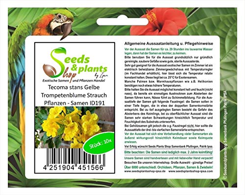 Stk - 10x Tecoma stans Gelbe Trompetenblume Strauch Pflanzen - Samen ID191 - Seeds & Plants Shop by Ipsa von Seeds & Plants Shop by Ipsa