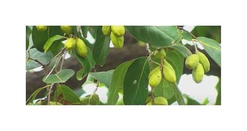Stk - 10x Terminalia chebula Schwarze Myrobalane Garten Pflanzen - Samen ID1603 - Seeds & Plants Shop by Ipsa von Seeds & Plants Shop by Ipsa
