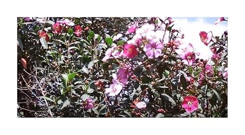 Stk - 10x Tibouchina lepidota Anden Veilchenbaum Garten Pflanzen - Samen ID1610 - Seeds & Plants Shop by Ipsa von Seeds & Plants Shop by Ipsa