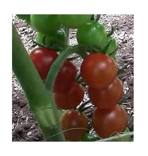 Stk - 10x Tomate Romello F1 Lycopersicon lycopersicum Gemüse Pflanzen - Samen K137 - Seeds & Plants Shop by Ipsa von Seeds & Plants Shop by Ipsa