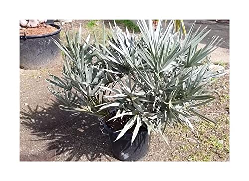 Stk - 10x Trithrinax campestris Blaue Nadelpalme Garten Pflanzen - Samen ID443 - Seeds & Plants Shop by Ipsa von Seeds & Plants Shop by Ipsa