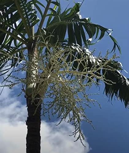 Stk - 10x Veitchia arecina Montgomery Palme Garten Pflanzen - Samen ID444 - Seeds & Plants Shop by Ipsa von Seeds & Plants Shop by Ipsa