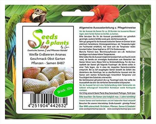 Stk - 10x Weiße Erdbeeren Ananas Geschmack Obst Garten Pflanzen - Samen B487 - Seeds & Plants Shop by Ipsa von Seeds & Plants Shop by Ipsa