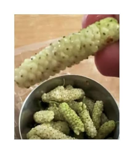 Stk - 10x Weiße Riesen Maulbeere Kings White Früchte Obst Baum Pflanzen - Samen A450 - Seeds & Plants Shop by Ipsa Stk - 10x Weiße Riesen Maulbeere Kings White Früchte Obst Baum Pflanzen - Samen A450 - Seeds & Plants Shop by Ipsa von Seeds & Plants Shop by Ipsa