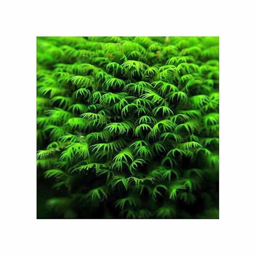Stk - 15x Aquarium Fissidens fontanus Phoenix Moos Pflanzen - Samen A313 - Seeds & Plants Shop by Ipsa von Seeds & Plants Shop by Ipsa
