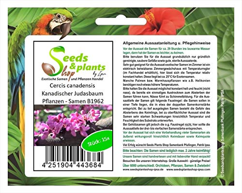 Stk - 15x Cercis canadensis Kanadischer Judasbaum Pflanzen - Samen B1962 - Seeds & Plants Shop by Ipsa von Seeds & Plants Shop by Ipsa