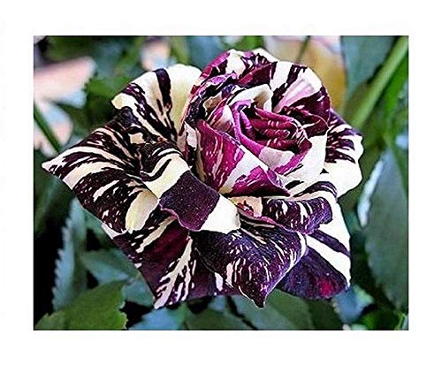 Stk - 15x Drachen purpur Weiß Lila Streifen Rosen Pflanzen - Samen A312 - Seeds & Plants Shop by Ipsa von Seeds & Plants Shop by Ipsa