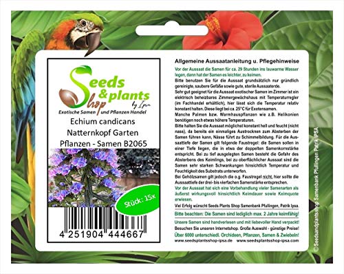 Stk - 15x Echium candicans Natternkopf Garten Pflanzen - Samen B2065 - Seeds & Plants Shop by Ipsa von Seeds & Plants Shop by Ipsa