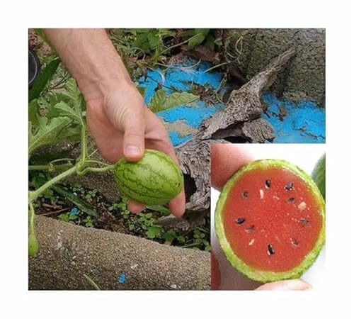 Stk - 15x Mini Melonen Rot Sugar Baby Obst Pflanzen - Samen A135 - Seeds & Plants Shop by Ipsa von Seeds & Plants Shop by Ipsa