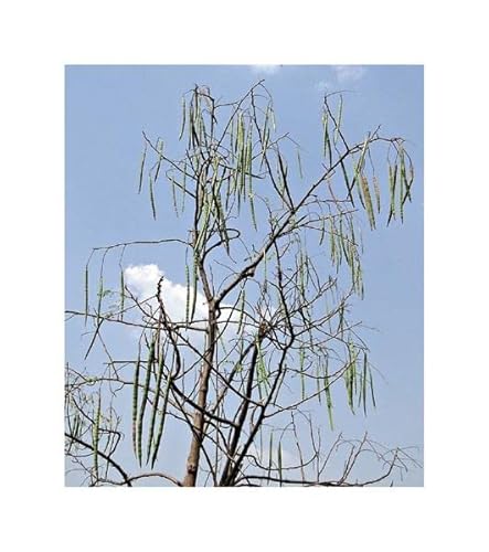 Stk - 15x Moringa oleifera Meerrettichbaum Pflanzen - Samen A105 - Seeds & Plants Shop by Ipsa von Seeds & Plants Shop by Ipsa