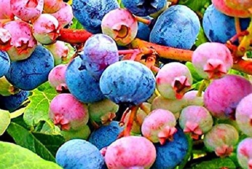 Stk - 15x Regenbogen Heidelbeere Bunt Obst Garten Pflanzen - Samen A265 - Seeds & Plants Shop by Ipsa Stk - 15x Regenbogen Heidelbeere Bunt Obst Garten Pflanzen - Samen A265 - Seeds & Plants Shop by Ipsa von Seeds & Plants Shop by Ipsa