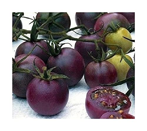 Stk - 15x Schokoladen Tomaten Lycopersicum Esculentum Pflanzen - Samen A316 - Seeds & Plants Shop by Ipsa von Seeds & Plants Shop by Ipsa