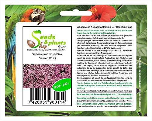 Stk - 180x Seifenkraut Rose Pink Saponaria Saatgut Garten Pflanzen - Samen K172 - Seeds & Plants Shop by Ipsa von Seeds & Plants Shop by Ipsa