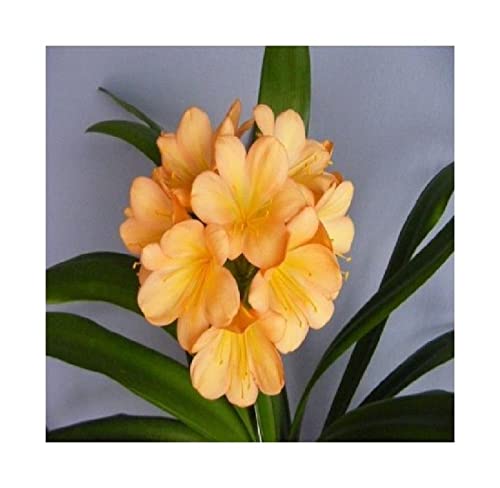 Stk - 1x Clivia Cameron Peach Gideon Botha Blumen Pflanzen - Samen B954 - Seeds & Plants Shop by Ipsa von Seeds & Plants Shop by Ipsa