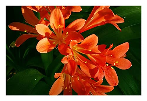 Stk - 1x Clivia JM Tulip Red Gideon Botha Blumen Pflanzen - Samen B959 - Seeds & Plants Shop by Ipsa von Seeds & Plants Shop by Ipsa