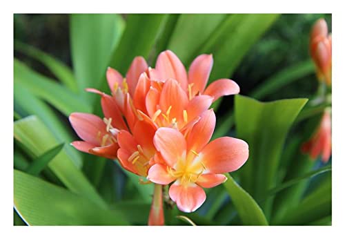 Stk - 1x Clivia Nakamura Variegated Orange Blumen Pflanzen - Samen B970 - Seeds & Plants Shop by Ipsa von Seeds & Plants Shop by Ipsa