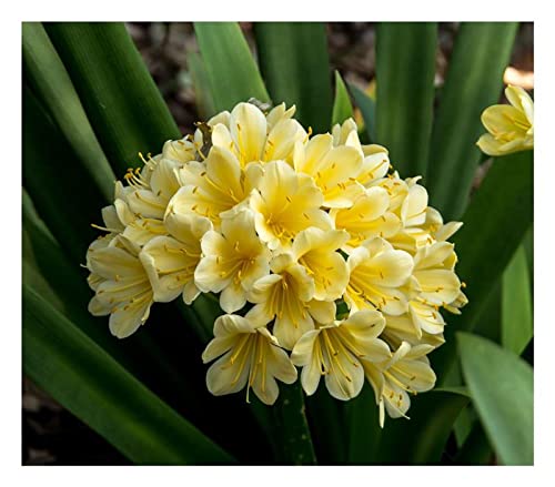 Stk - 1x Clivia Nakamura Yellow variegated Blumen Pflanzen - Samen B1990 - Seeds & Plants Shop by Ipsa von Seeds & Plants Shop by Ipsa