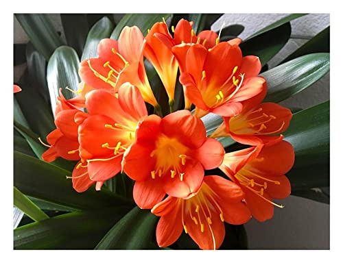 Stk - 1x Clivia Red Lady Gideon Botha Garten Blumen Pflanzen Samen/Bulbs B977 - Seeds & Plants Shop by Ipsa von Seeds & Plants Shop by Ipsa