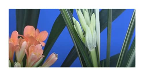 Stk - 1x Clivia Variegated Multipetal Gideon Botha Pflanzen - Samen B980 - Seeds & Plants Shop by Ipsa von Seeds & Plants Shop by Ipsa