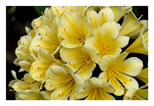 Stk - 1x Clivia Vico Yellow Variegated Gideon Botha Pflanze - Samen B982 - Seeds & Plants Shop by Ipsa von Seeds & Plants Shop by Ipsa